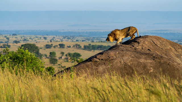 A lion descends from a rock in the early morning