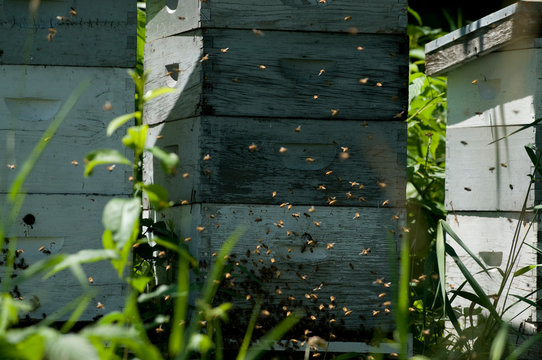 Bees swarming around a hive on a local farm