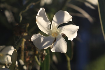 Fototapeta na wymiar flor blanca