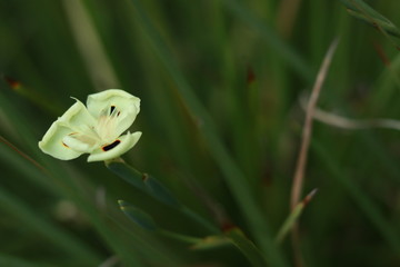 flor 