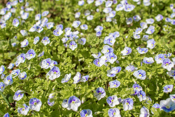 Little blue and purple flowers forget-me-nots on the green grass on a sunny summer days can be used as background or backsplash super green