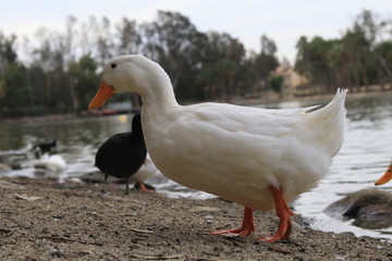 patito