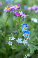Little blue and purple flowers forget-me-nots on the green grass on a sunny summer days can be used as background or backsplash macro