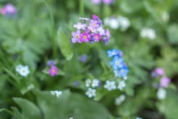 Blue, white and pink small forget-me-not flowers growing wild in the garden macro