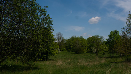 Obraz premium Trees and shrubs in the clearing. Free entry space.