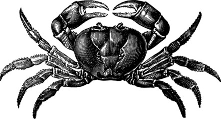 Vintage Style Drawing of a Sea Crab
