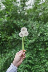 Girl's hand holds three fluffy dandelions on a background of juicy greens. Beautiful photos of nature in spring and summer. Flowers of Siberia in Russia.