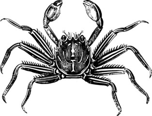 Hand Drawn Beach Crab
