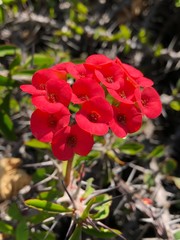 Small flowers with red crown-shaped petals