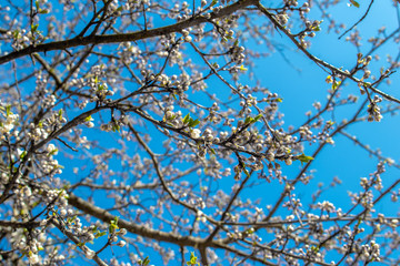 Blooming and blossoming apple or plum tree branches with white flowers on a sunny spring day with blue sky like blooming almond trees Van Gogh style many branches