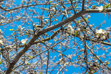 Blooming and blossoming apple or plum tree branches with white flowers on a sunny spring day with blue sky like blooming almond trees Van Gogh style thick branch