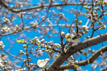Blooming and blossoming apple or plum tree branches with white flowers on a sunny spring day with blue sky like blooming almond trees Van Gogh style