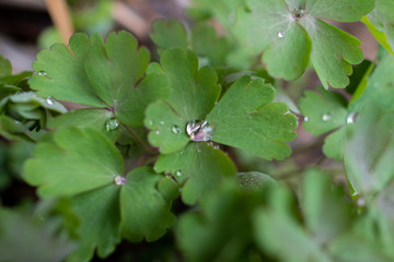 Raindrop in the middle of leaf in the garden