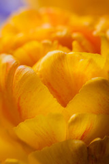 yellow tulip flower and its petals