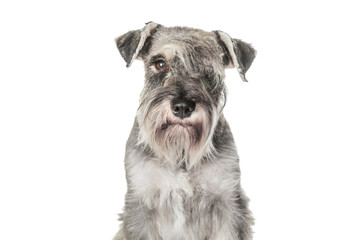 Funny gray miniature schnauzer sitting on white background