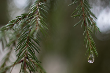 Fototapeta na wymiar Raindrop on pine needles and on pine branches after the rain that looks like a precious gemstone - can be used as a background