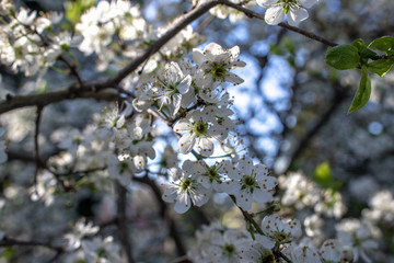 Blooming and blossoming apple or plum tree branches with white flowers on a sunny spring day with blue sky flowers closer