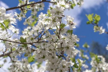 Blooming and blossoming apple or plum tree branches with white flowers on a sunny spring day with blue sky one tree branch with flowers
