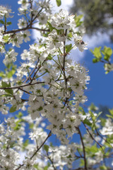 Blooming and blossoming apple or plum tree branches with white flowers on a sunny spring day with blue sky small tree branch