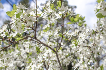 Blooming and blossoming apple or plum tree branches with white flowers on a sunny spring day with blue sky thin tree branch