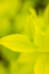 macro jasmine leaves in spring afternoon
