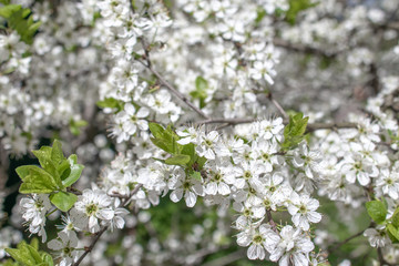 Blooming and blossoming apple or plum tree branches with white flowers on a sunny spring day macro