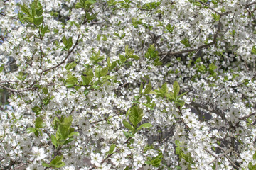 Blooming and blossoming apple or plum tree branches with white flowers on a sunny spring day many flowers
