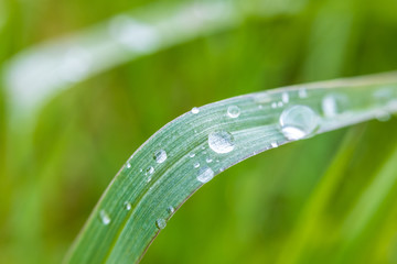 close-up green grass and water drops on it