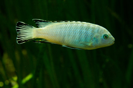 Pindani (Pseudotropheus socolofi).