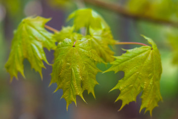 macro young maple leaves in spring afternoon