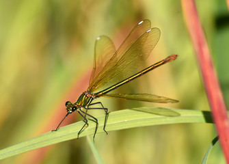 libélula en la rama de una planta acuatica