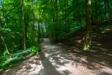 Fototapeta premium path in the forest