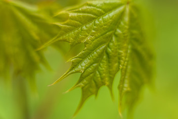 macro young maple leaves in spring afternoon