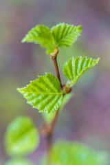 macro young birch leaves in spring afternoon