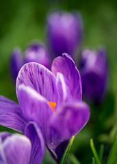 Close-up of blooming purple crocus flowers