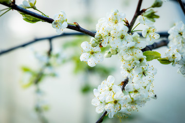 spring flowers of cherry or apple tree in the afternoon