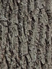 Texture of an old aspen tree bark - 350711250