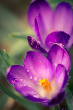 Close-up of blooming purple crocus flowers with droplete on petals