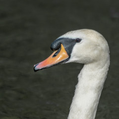 swan on the water