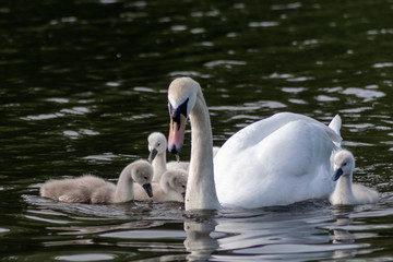 swans on the lake