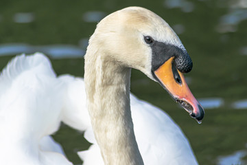 swan on the lake
