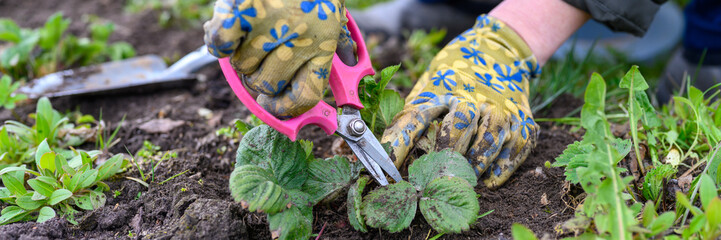 spring pruning and weeding of strawberry bushes. women's hands in gardening gloves weeding weeds...