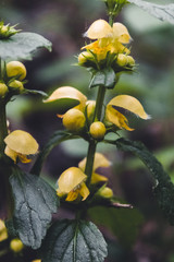 Natural green and black background with beautiful yellow flowers close up