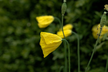 yellow flowers on the ground