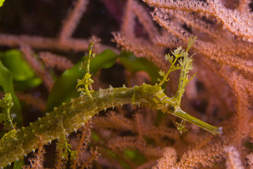 Ribboned pipefish, ribboned pipehorse, ribboned seadragon (Haliichthys taeniophorus).