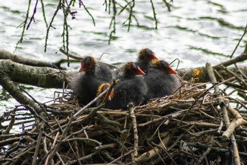 bird in the nest