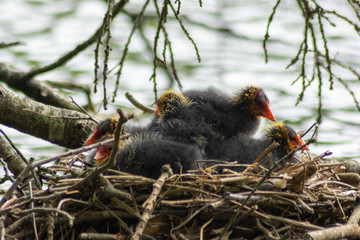 black winged blackbird in nest
