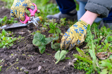 spring pruning and weeding of strawberry bushes. women's hands in gardening gloves weeding weeds and pruning strawberry leaves with scissors. work on the ground in the garden