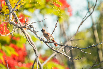Juvenile Northern Red Cardinal on a gnarled tree branch with yellow and red flowers