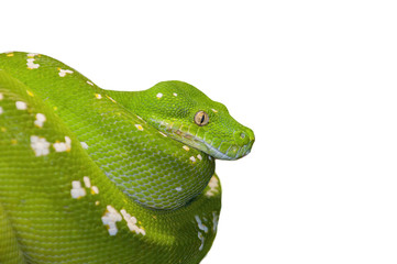Green Tree Python Snake Isolated On White Background
